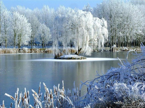 Ранняя Весна птицы