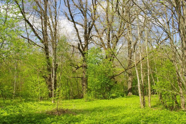Первая Весенняя зелень