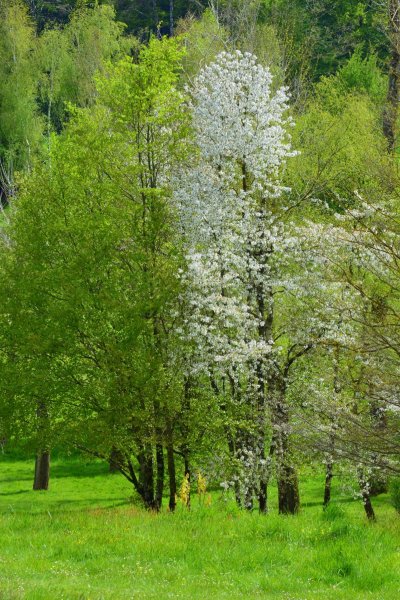 Лес весной