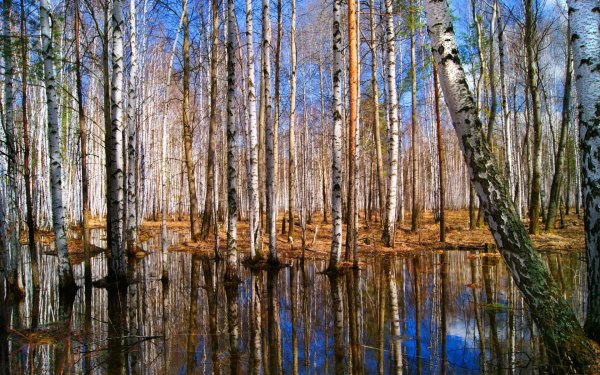 Весенний лес МС мох