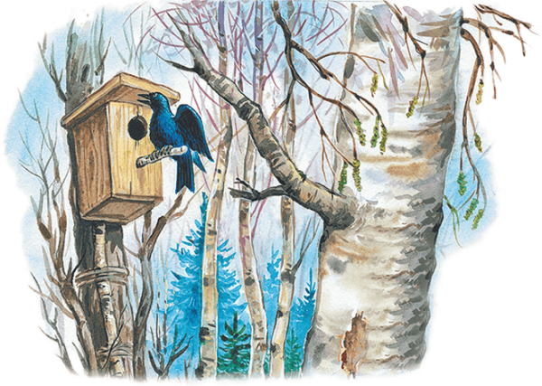 Птица иллюстрация