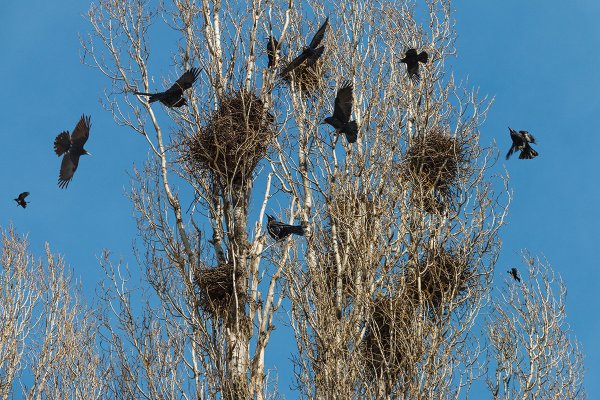 Грачи на ветвях