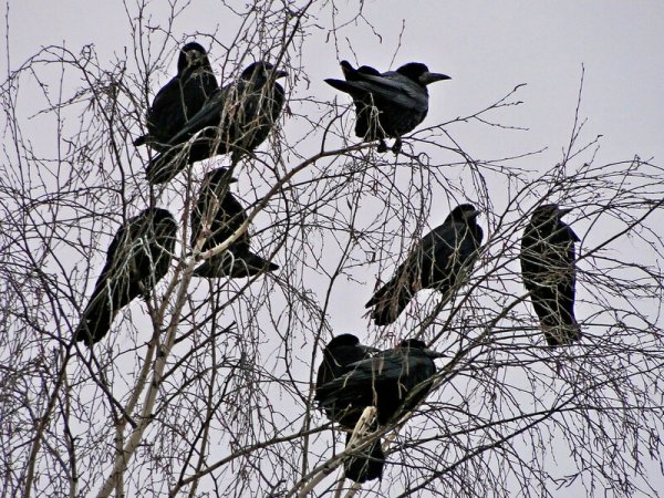 Весна Грачи прилетели