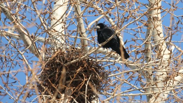 Птички для украшения группы в детском саду