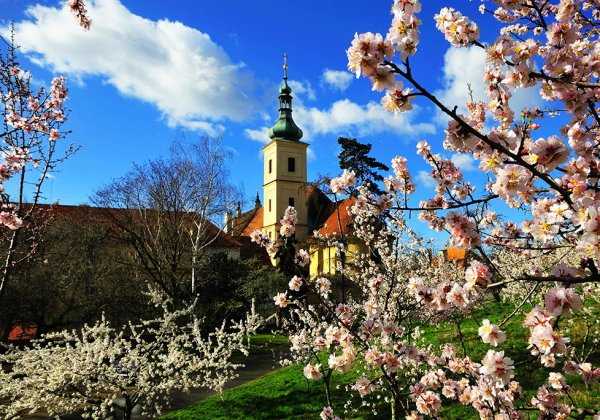 Цветущая Прага