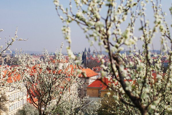 Магнолия в Праге Петршин