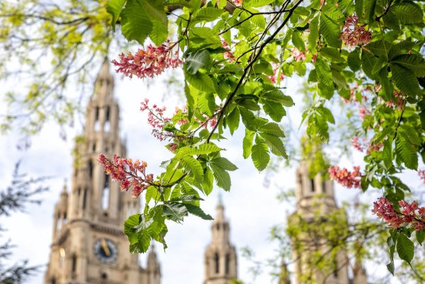 Австрия Вена Весна