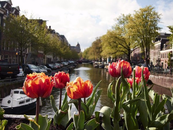 Амстердам тюльпаны