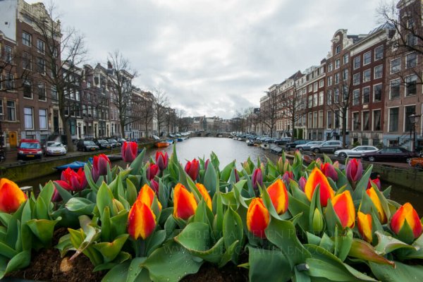 Амстердам тюльпаны