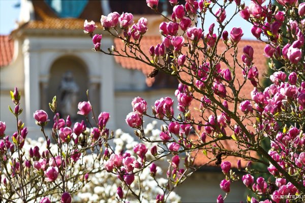 Цветение магнолии в Праге
