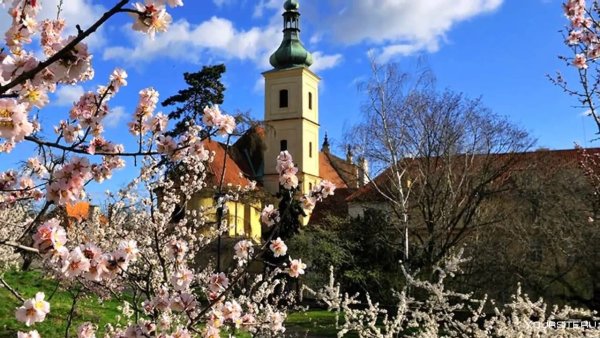 Нотр дам де пари