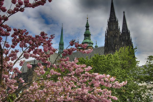 Париж Эйфелева башня Весна Сакура