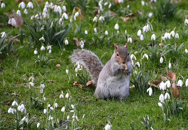 Птицы и подснежники