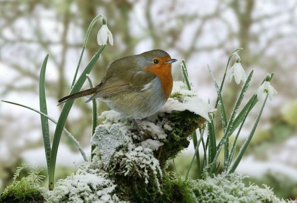 Ранняя Весна птицы