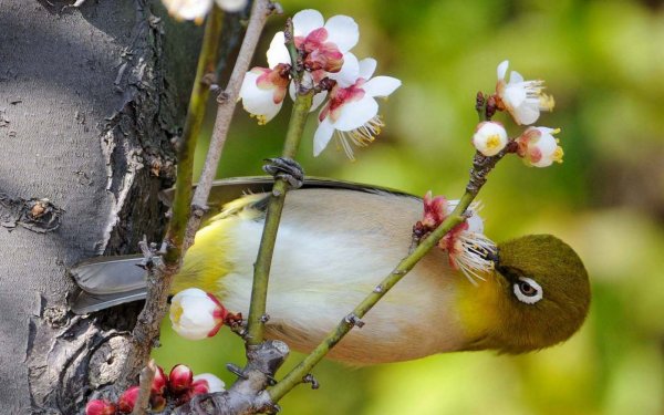 Апрельские птицы