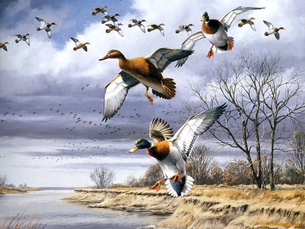 Картина птицы улетают