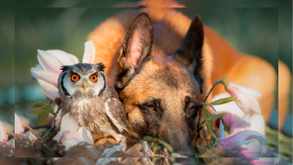 Дружба животных в природе