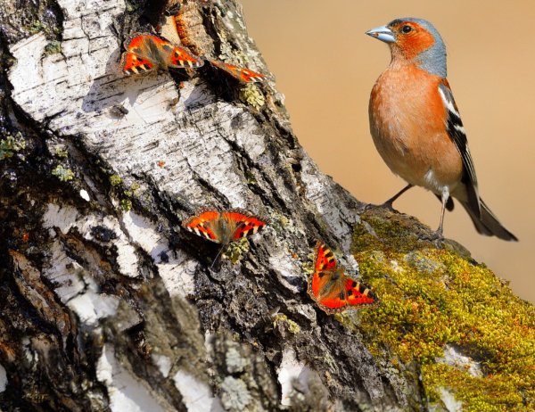 Птицы Урала