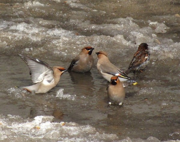 Птицы ранней весной