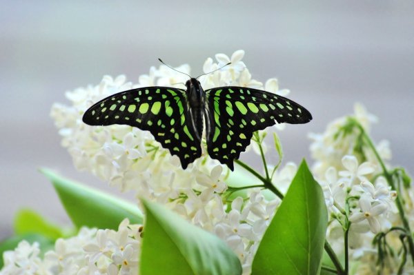 Весна бабочки