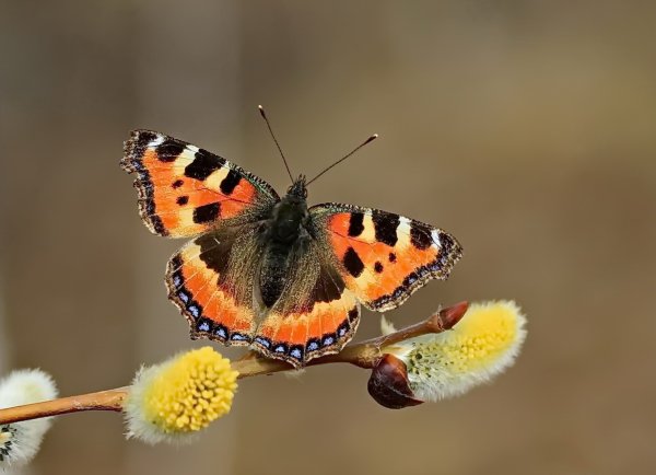 Бабочка крапивница и бабочка капустница