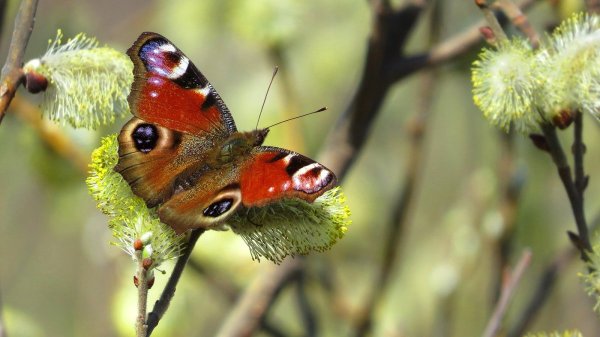 Бабочка павлиний глаз в апреле