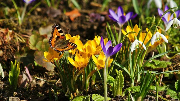 Первые цветы весны