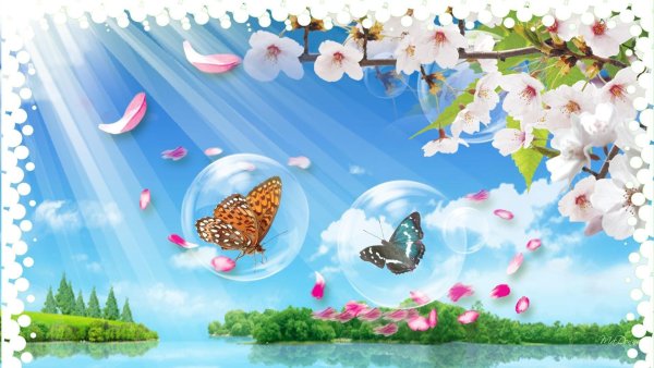 Фотообои бабочки