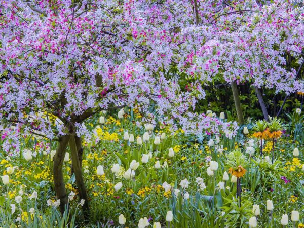 Весенний сад