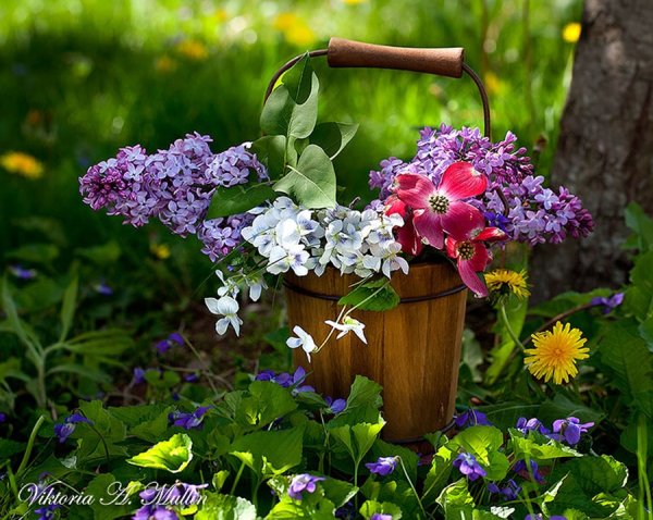 Июньские цветы в саду