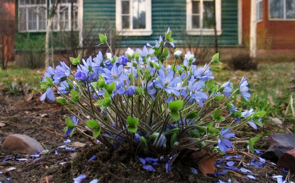 Печеночница в саду
