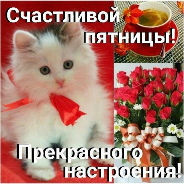 Живые открытки на каждый день