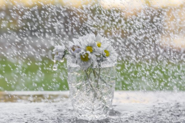 Цветы под дождем