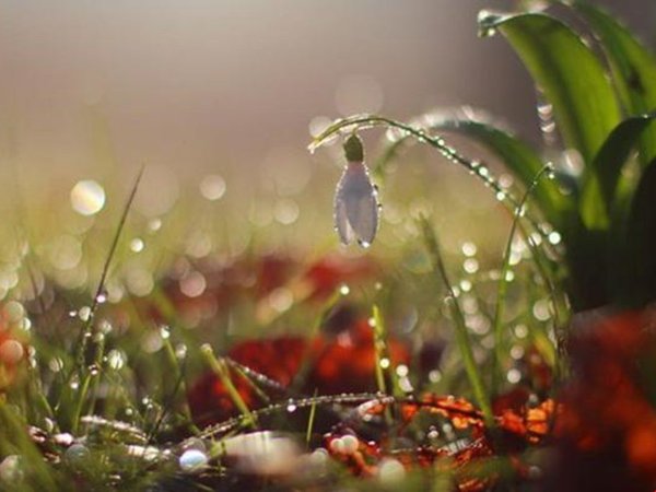 Дождь и солнце