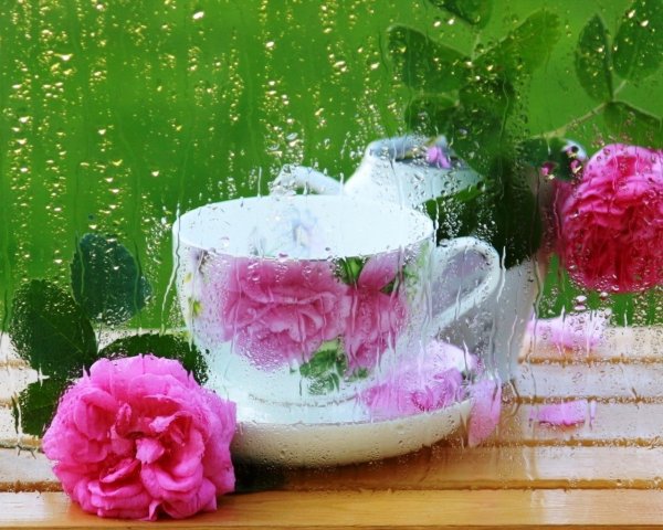 Лето дождь природа