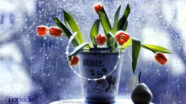 Доброе дождливое летнее утро