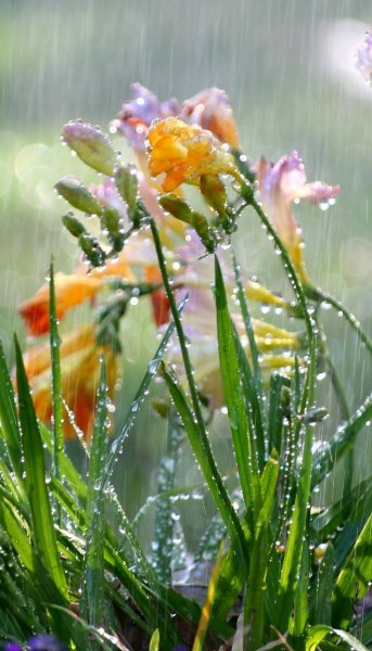 Доброе утро в дождливую погоду