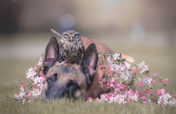 Животные весной