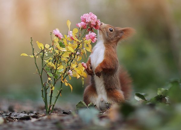 Весна природа животные