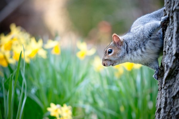 Животные весной фото