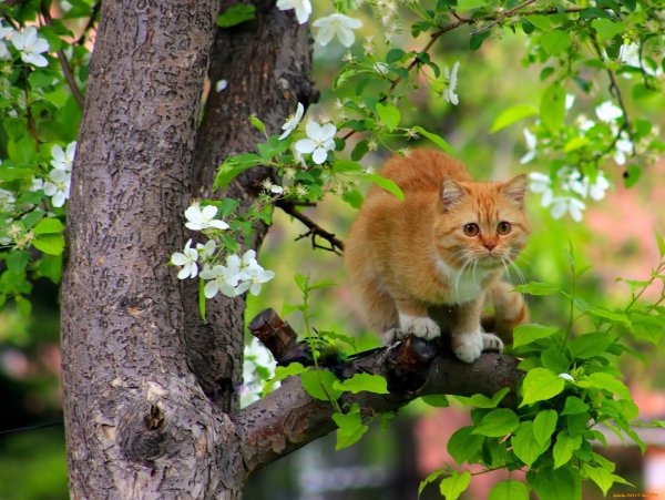 Весна животные