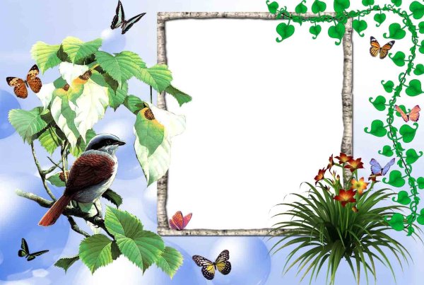 Рамка с птицами для текста