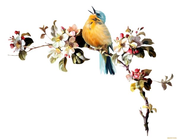 Вена на прозрачном фоне