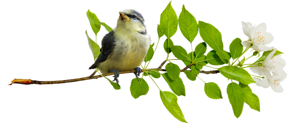 Весна на прозрачном фоне