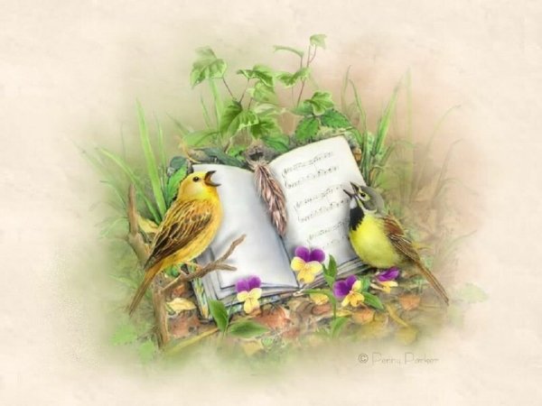 Книги о птицах