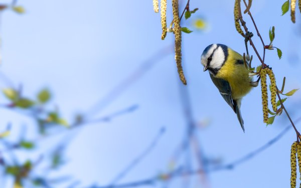 Синички на Березе