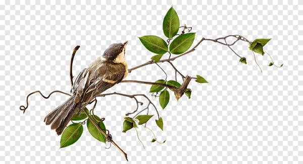 Птица на ветке на прозрачном фоне