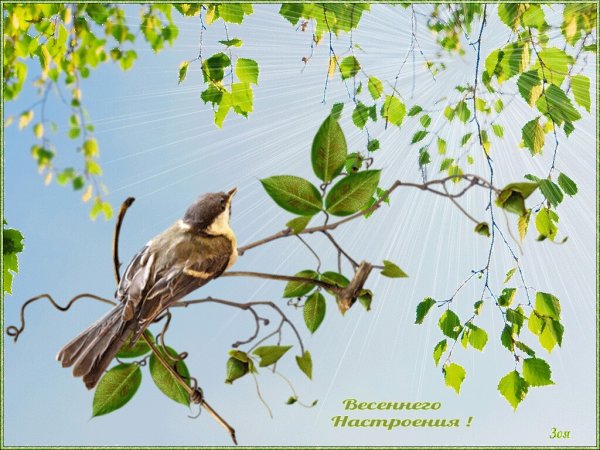 Птица на ветке берёзы