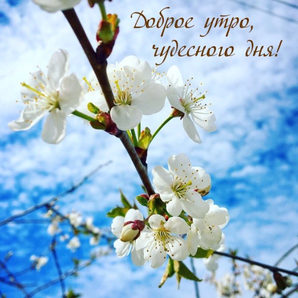 Доброе утро Весна