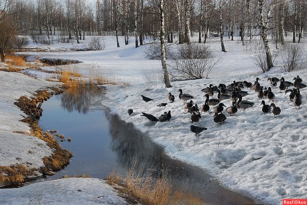 Весна пришла весне дорогу